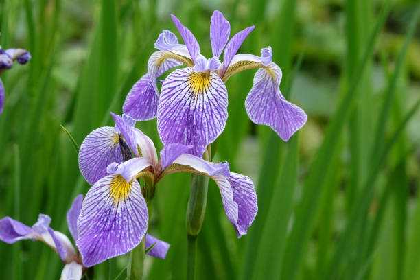 istock Pale blue Iris Versicolor, or northern blue flag iris, in flower. 2155290176
