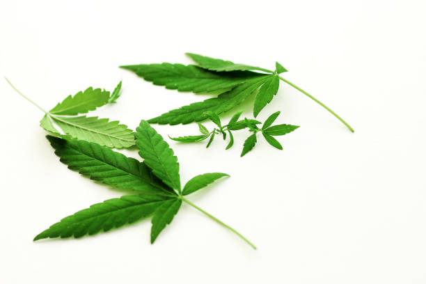 istock Marijuana leaves on a white background, medical cannabis 2155290345