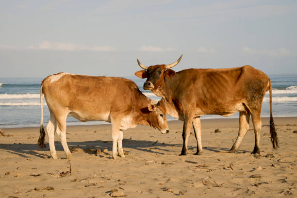Domestic cows relaxing at the beach, a daily occurrence in Mbotyi, Pondoland, Eastern Cape. Mbotyi is a rural village and cultural and marine protected zone in the former Transkei.