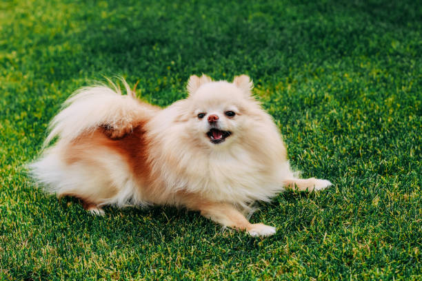 istock A red-haired spitz dog is playing on a green lawn 2155291013