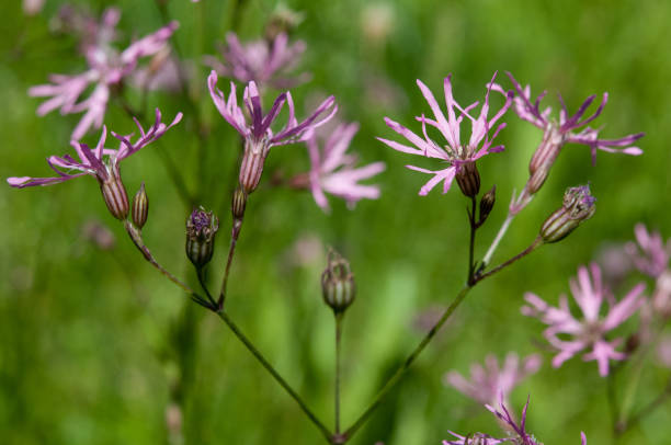 istock a bunch of Ragged Robin (Lychnis flos-cuculi) growing in a field 2155291021