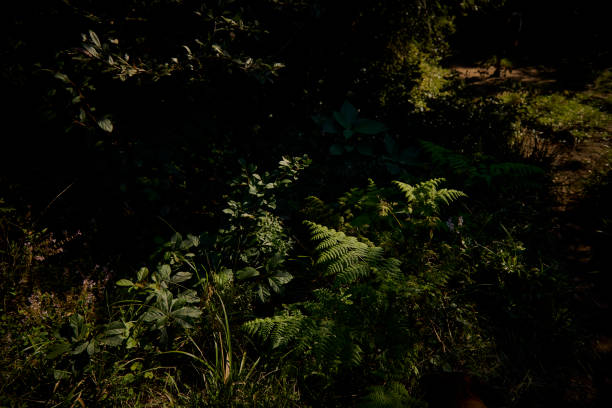 Light falls on ferns, Mbotyi, Eastern Cape, South Africa.