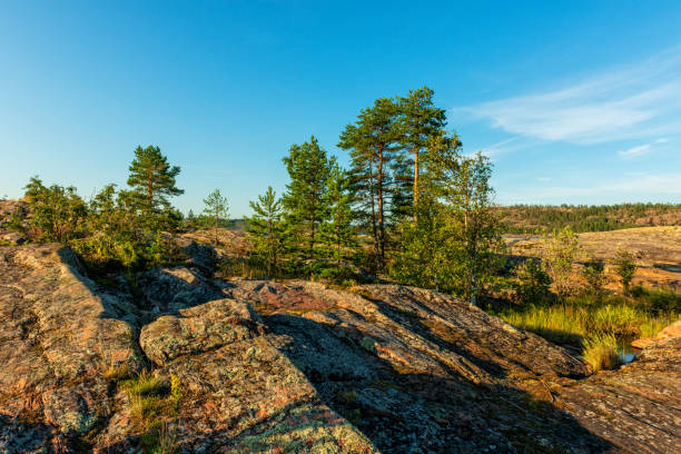 summer August landscape, rocky island on Lake Ladoga, pine trees grow on the island, lichens and moss grow on the stones, grass grows around a small pond