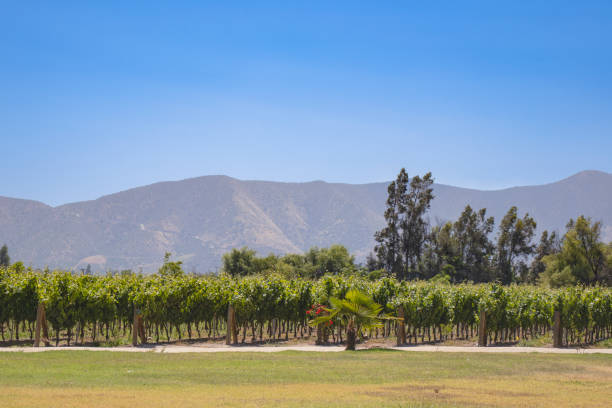 The Grape vineyards in Vina Santa Cruz typical winery and a historical building in Colchagua valley, Chile