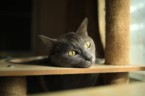 Thai Korat cat resting on a toy condo near the window