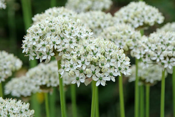 istock White Allium nigrum or the black onion in flower 2155294020