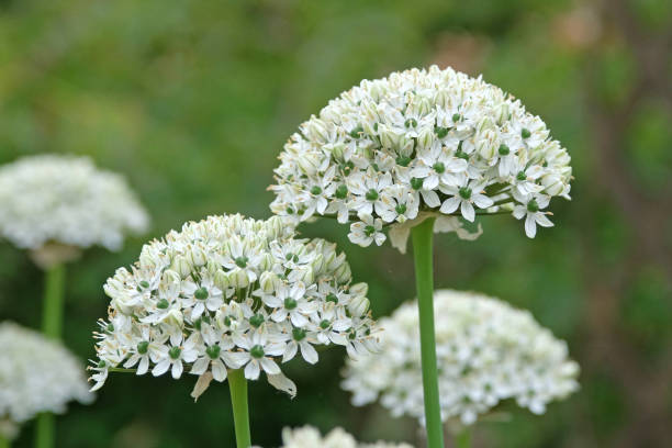 istock White Allium nigrum or the black onion in flower 2155294072