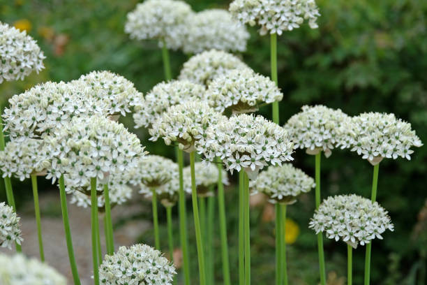istock White Allium nigrum or the black onion in flower 2155294107