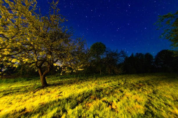 night sky in a garden in a village in summer