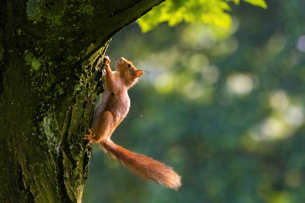 istock cute young squirrel portrait on tree at park, wildlife 2155295345