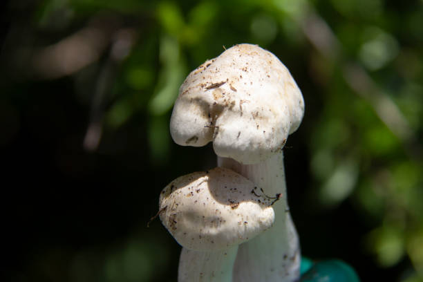 Agrocybe praecox mushrooms among the meadows in a garden around the city of Saqez, Kurdistan province, Iran