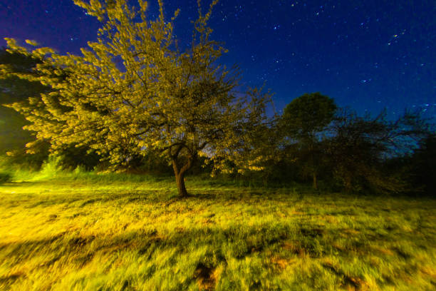 night sky in a garden in a village in summer