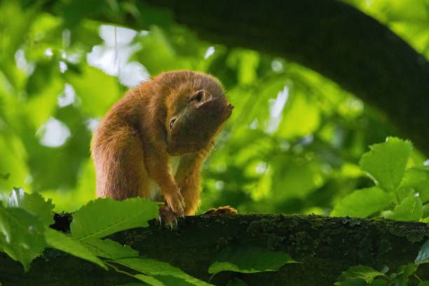 istock cute young squirrel portrait on tree at park, wildlife 2155296203