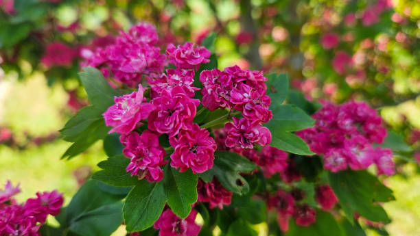 istock fireplace pink double-spined hawthorn on a sunny summer day 2155296204