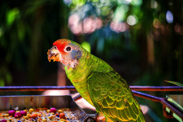 Beautiful parrot loose in the field. The photo was taken in a public park in the city of Foz do Iguaçu, state of Paraná, in Brazil.