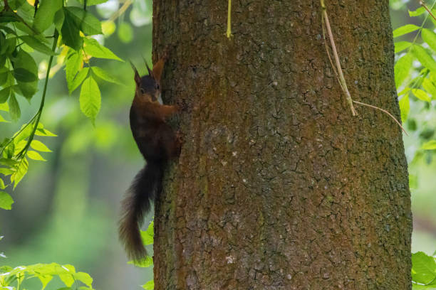 cute young squirrel portrait on tree at park