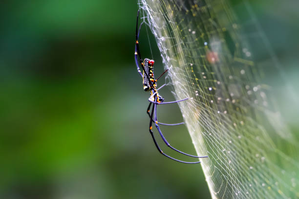 Spiders in the wild, North China