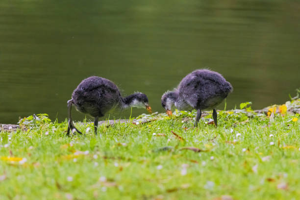 A baby bird is walking on the grass near a pond. The bird is small and he is a duckling. The scene is peaceful and serene, with the bird enjoying its time in the natural environment