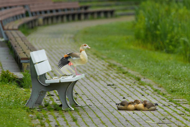 A duck is standing on a bench next to a baby duck. The scene is peaceful and calm