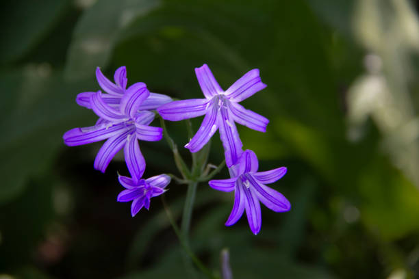 Xiyarok purple flower is one of the most beautiful flowers of the Kurdistan region of Iran