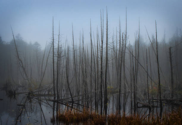 Driving through Maine during a storm in Autumn, mist and rain through the trees
