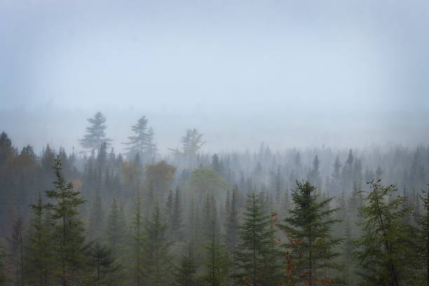 spruce fog