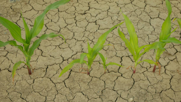 istock Drought field land maize corn leaves Zea mays, drying up soil, drying up the soil cracked, climate change, environmental disaster earth cracks agricultural problem dry, agriculture vegetables leaf 2155298395