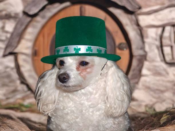 istock Lending some luck for st patty’s day 2155300556