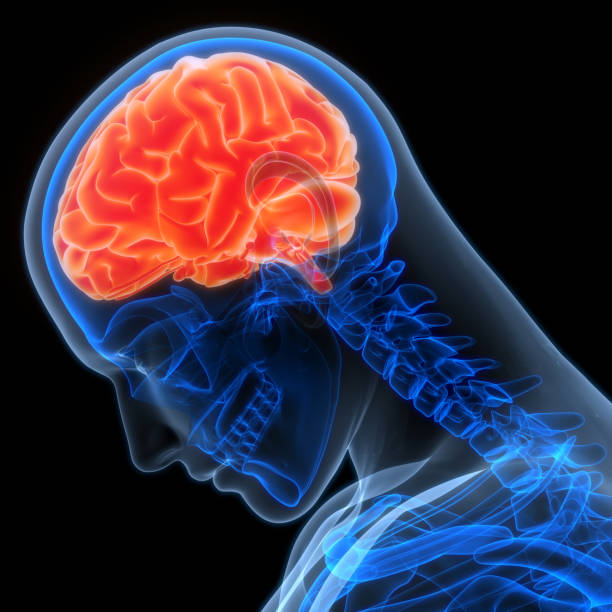 istock Central Organ of Human Nervous System Brain Anatomy 2155301209