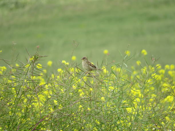 istock Bird and the flowers 2155301284