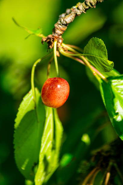 Ripe organic cherry fruit growing on tree in orchard, healthy spring fruit concept with copy space