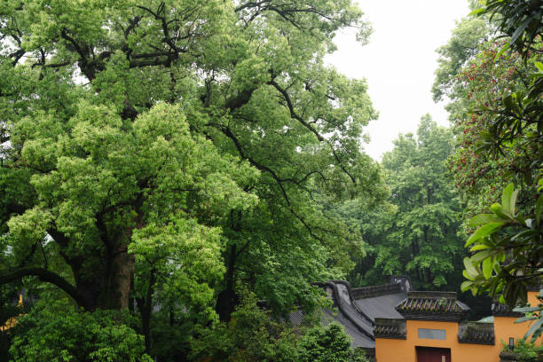Lingyin Temple and green forest in Hangzhou, China