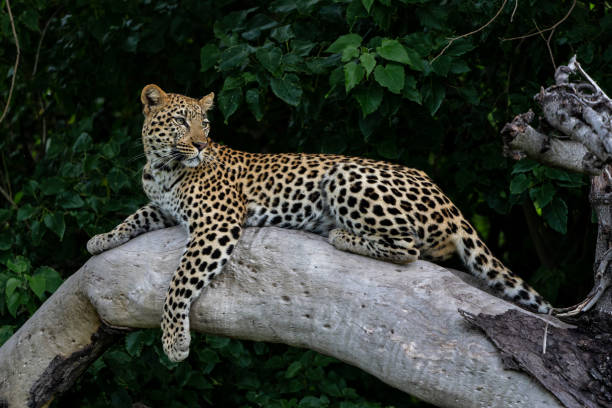 istock Leopard resting and looking around in a tree in the Okavango Delta in Botswana 2155304404