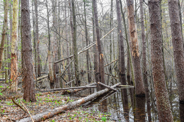 istock the swampy wilderness  in  massachusetts 2155304820