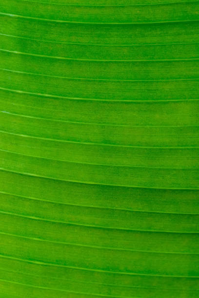istock banana palm green leaf texture closeup 2155304953