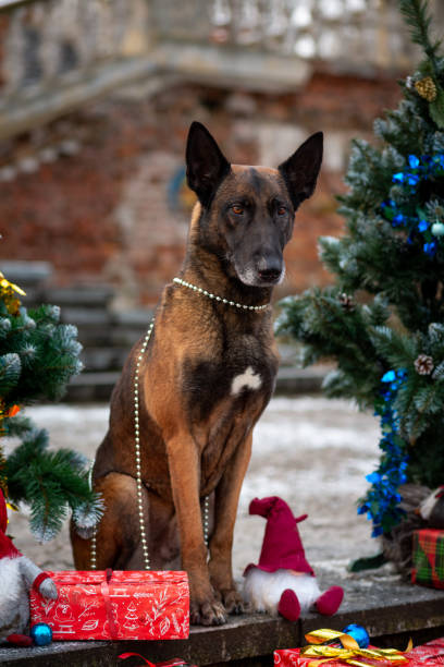 istock Malinois in deer antlers sit between decorated Christmas trees 2155305072