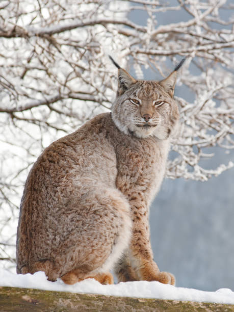 istock Carpathian lynx against the backdrop of a winter forest 2155305377