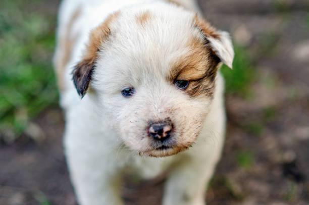 Little white dog is purebred