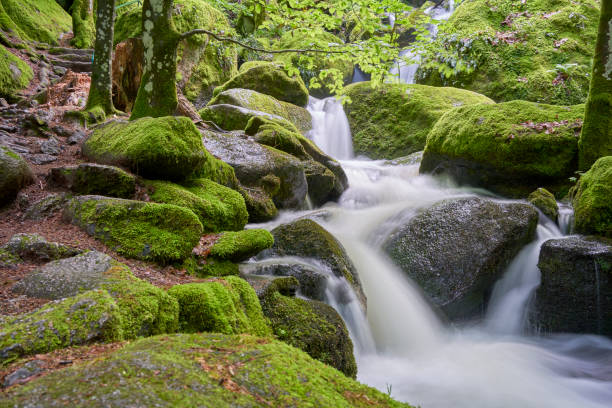istock Serene forest scene, small waterfall cascading over moss-covered rocks, silky water, lush greenery. Europe, Germany, Black Forest, Buhlertal, Gertelbach. 2155308613