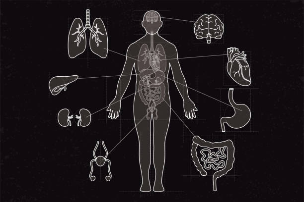 Anatomy chalk drawing of a human body with internal organs on a dark background medical vector illustration.