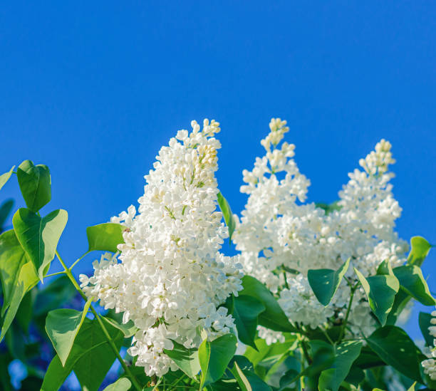 White lilac flowers on bushes in the garden. Spring flowering