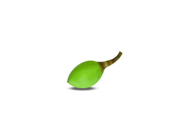 istock Canarium ovatum or pili nuts 2155311513