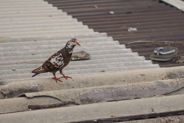 Pigeons pose on the Cap-Haïtien cathedral church, Sunday August 11, 2024, Cap haïtien, Haiti.