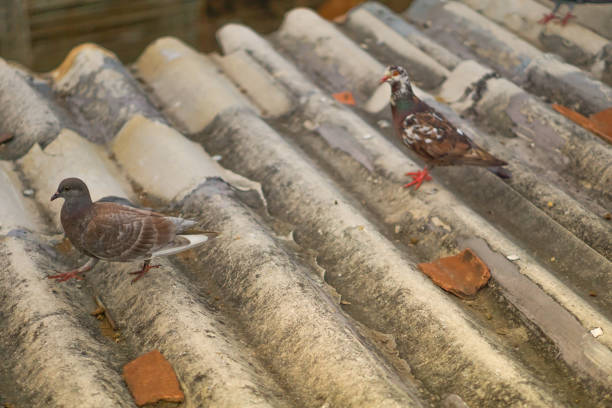 pigeon walking on a corrugated asbestos roof