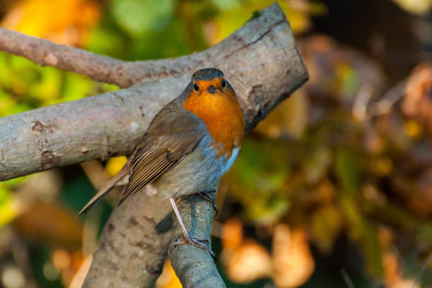 istock Perched Elegance: A Robin in its Natural Habitat 2155315752