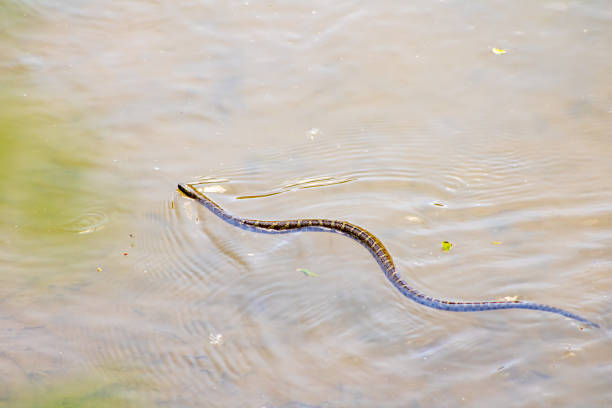 Water snake