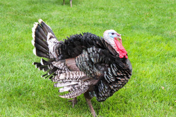 istock Male Turkey running around with the chickens 2155316057