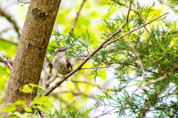 Carolina Wren
