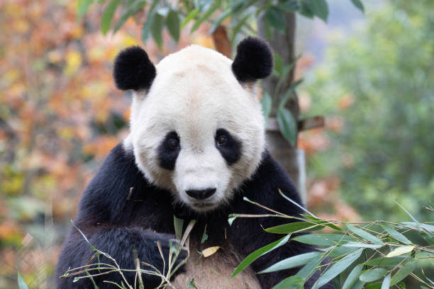 istock Close up Giant Panda, Shenshuping, Wolong Panda Base 2155317189
