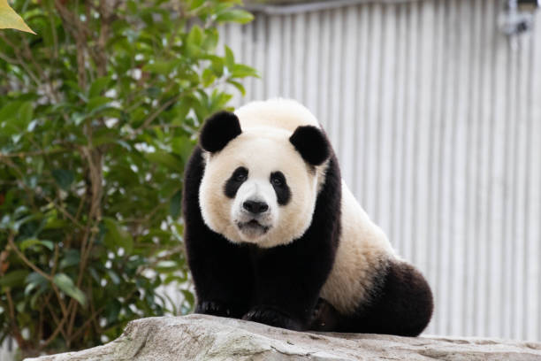 istock Close up Giant Panda, Shenshuping, Wolong Panda Base 2155317352